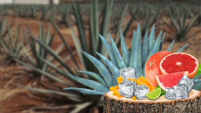 MARTÍN RAMOS メスカル アボカドとマンゴー 50ml ▷ Salamadre | Mezcal Ready To Drink